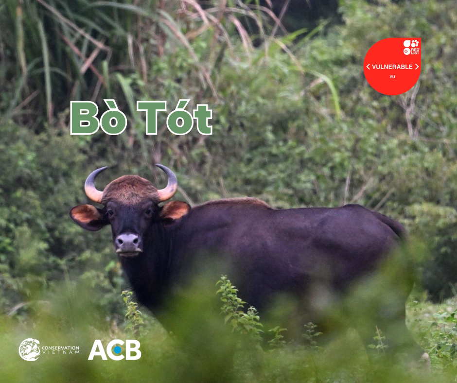 Bảo tồn Bò hoang – image 1 of 2