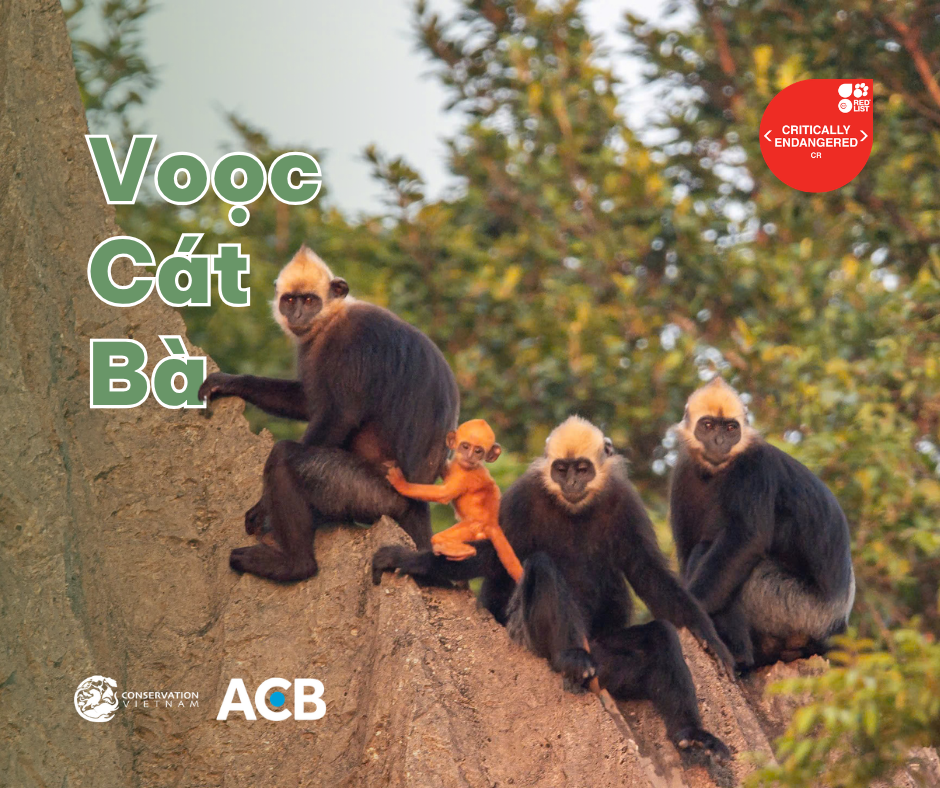 Voọc Cát Bà (Trachypithecus poliocephalus)