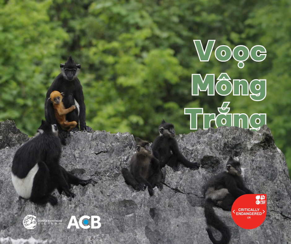Voọc mông trắng (Trachypithecus delacouri)