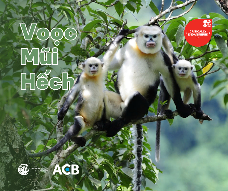 Voọc mũi hếch (Rhinopithecus avunculus)