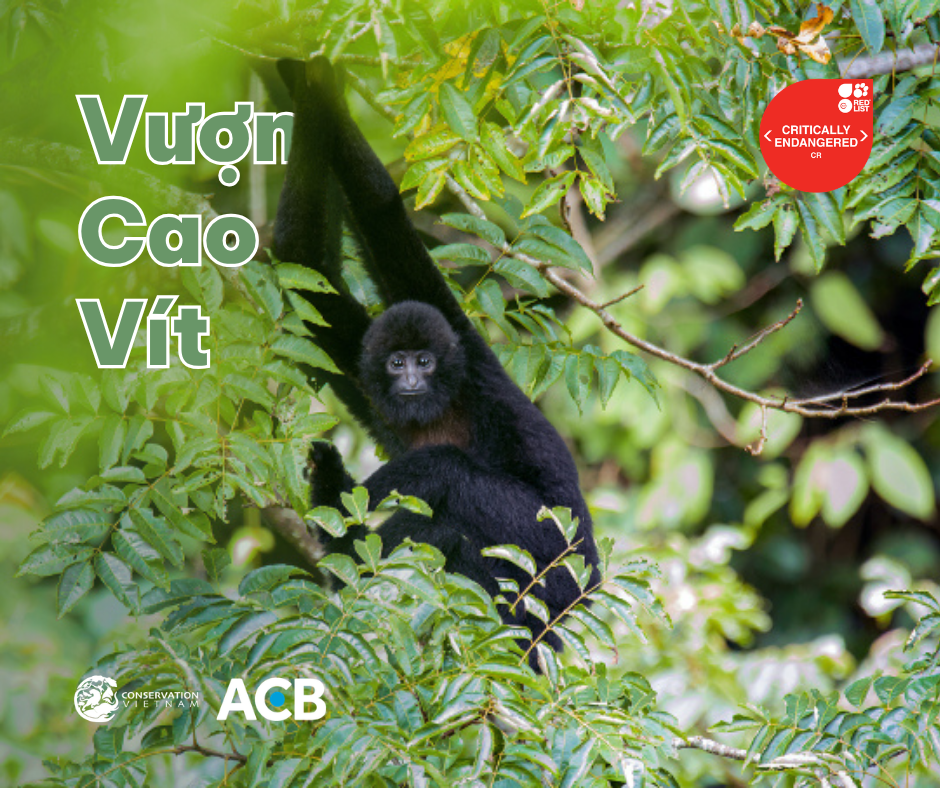 Vượn Cao Vít (Nomascus nasutus)